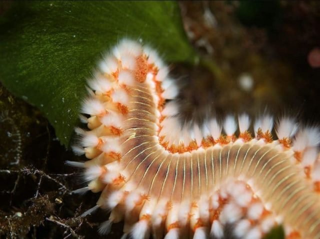  Ulat  Bulu  Ada yang Hidup di Laut  Berbahaya atau Tidak Ya 