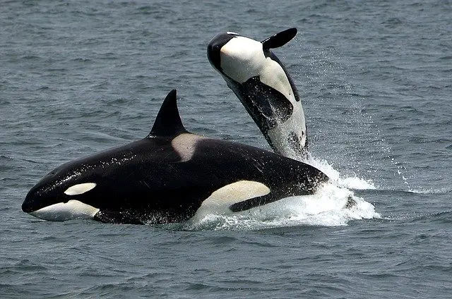 paus orca