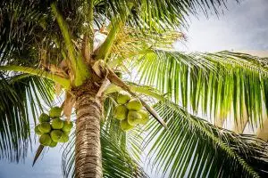 tunas kelapa