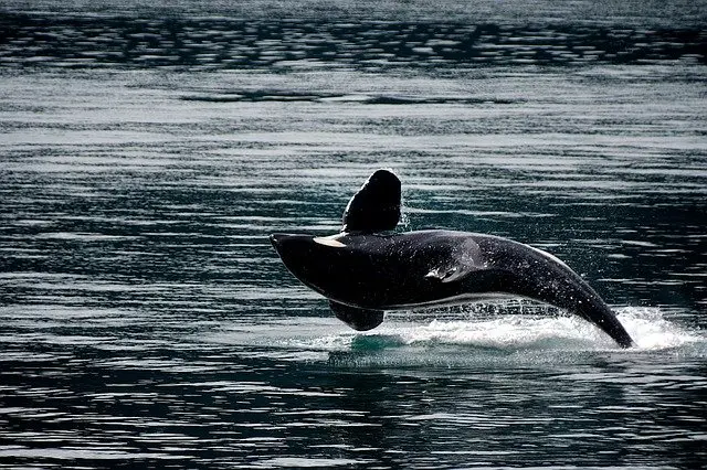 paus orca