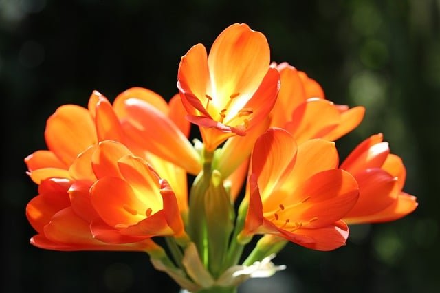 bunga bakung
