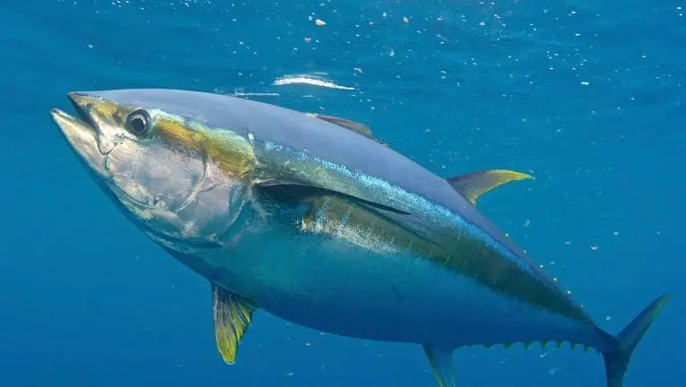 ikan tuna