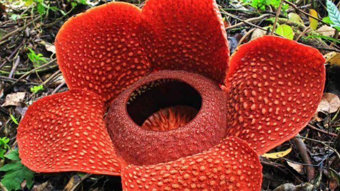 Rafflesia Arnoldii, Bunga Raksasa yang Perlu Kamu Ketahui Faktanya