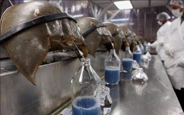 Kepiting Tapal Kuda Hewan  Berdarah Biru  yang Bermanfaat 
