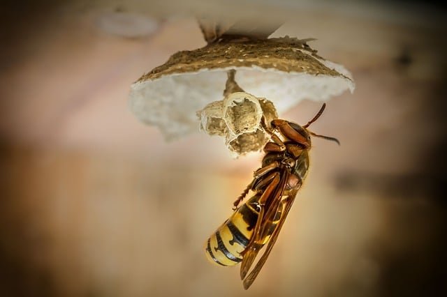 Bagaimana Ya, Awal Mula Sang Ratu Lebah Dapat Terpilih?