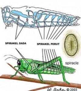 Trakea, Alat Pernapasan Belalang Berbentuk Tabung. Bagaimana Prosesnya ...