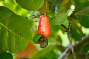jambu monyet