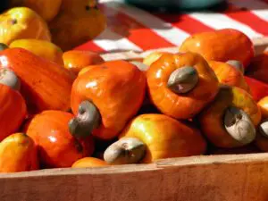 jambu monyet