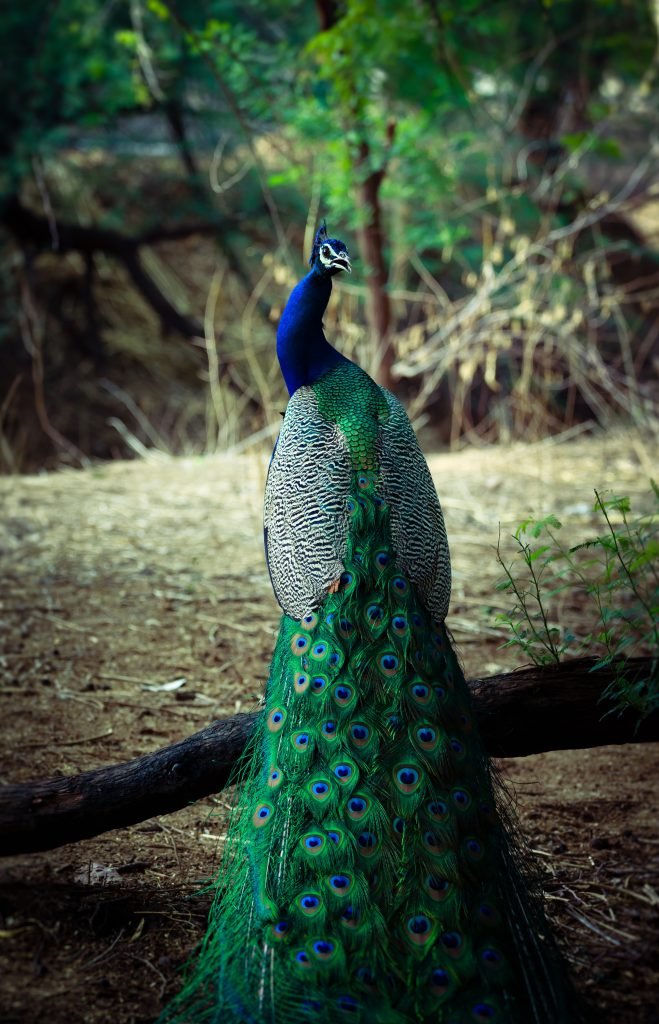 Apa yang dapat dimanfaatkan dari burung merak dan cendrawasih