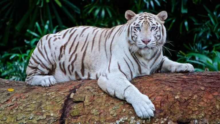 Cari Tahu Tentang Harimau Putih yang Terancam Punah, Yuk!